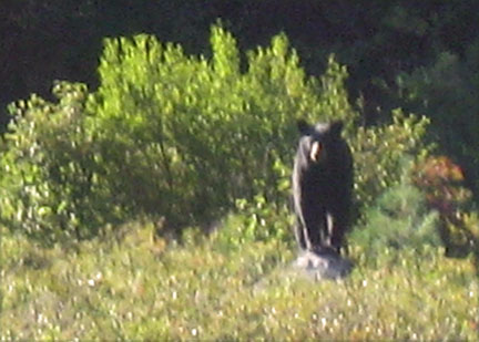Black Bear
Ontario, Canada