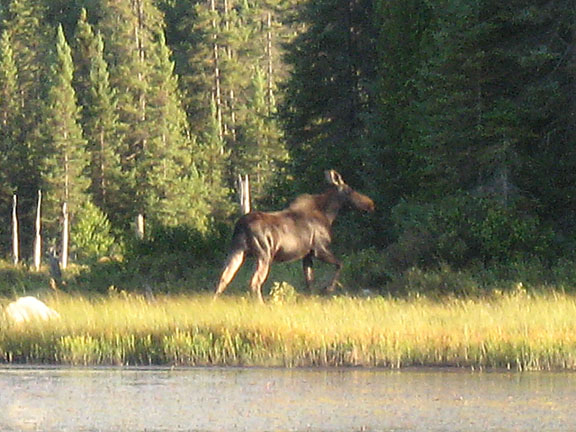 Moose
Ontario, Canada