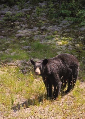 Black Bear
Ontario, Canada