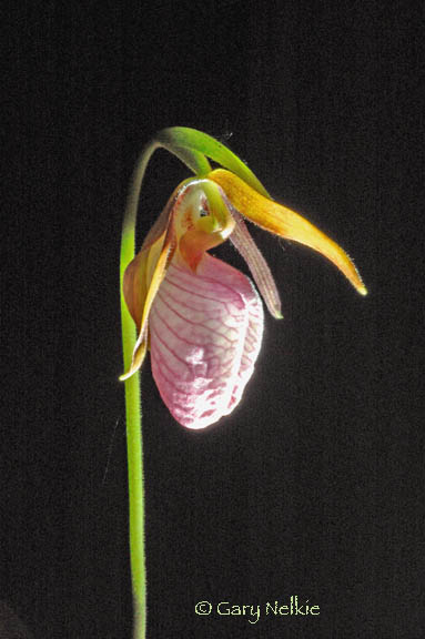 Moccasin Flower
(Pink Lady Slipper)
Huron National Forest