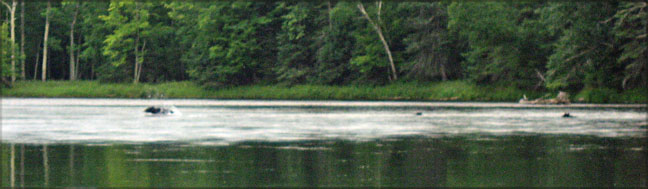 Swimming Bear and Cubs
AuSable River, Michigan