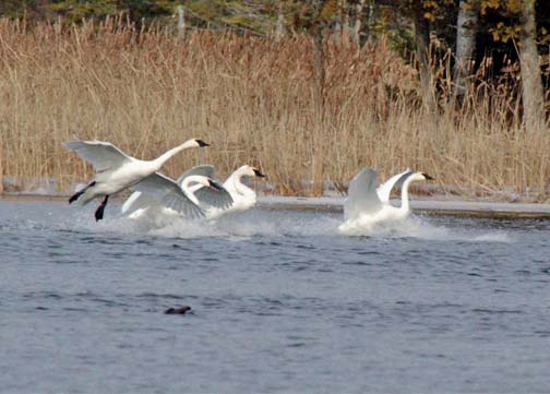 Trumpeter Swans
AuSable River, Michigan
