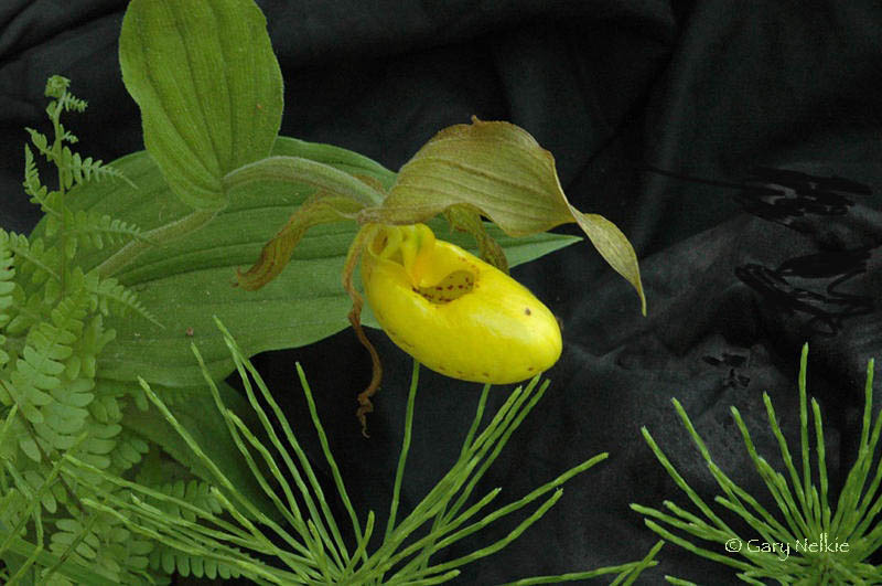 Yellow Lady Slipper
Huron National Forest